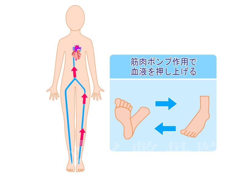 (座りっぱなしで太ももがパンパン…実は“血流の滞り”が自律神経を乱す原因に) | たつの市 腰痛 肩こり マラソンコンディショニング|整体なら ...